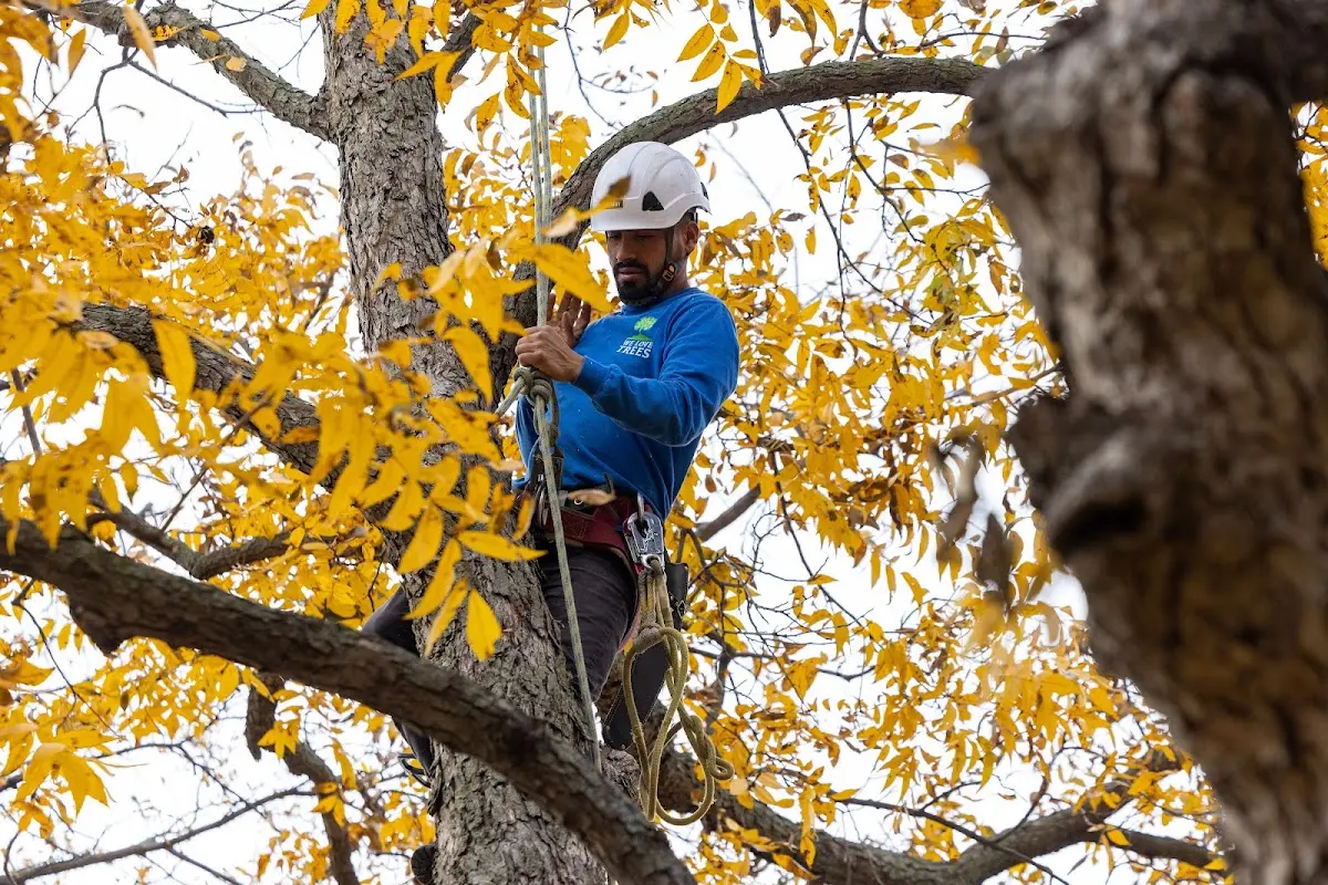 Skilled Tree Transplanting crew working in Alba